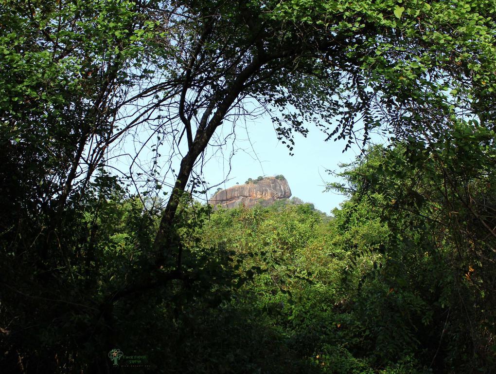 The Thick Forest Sigiriya Oda fotoğraf