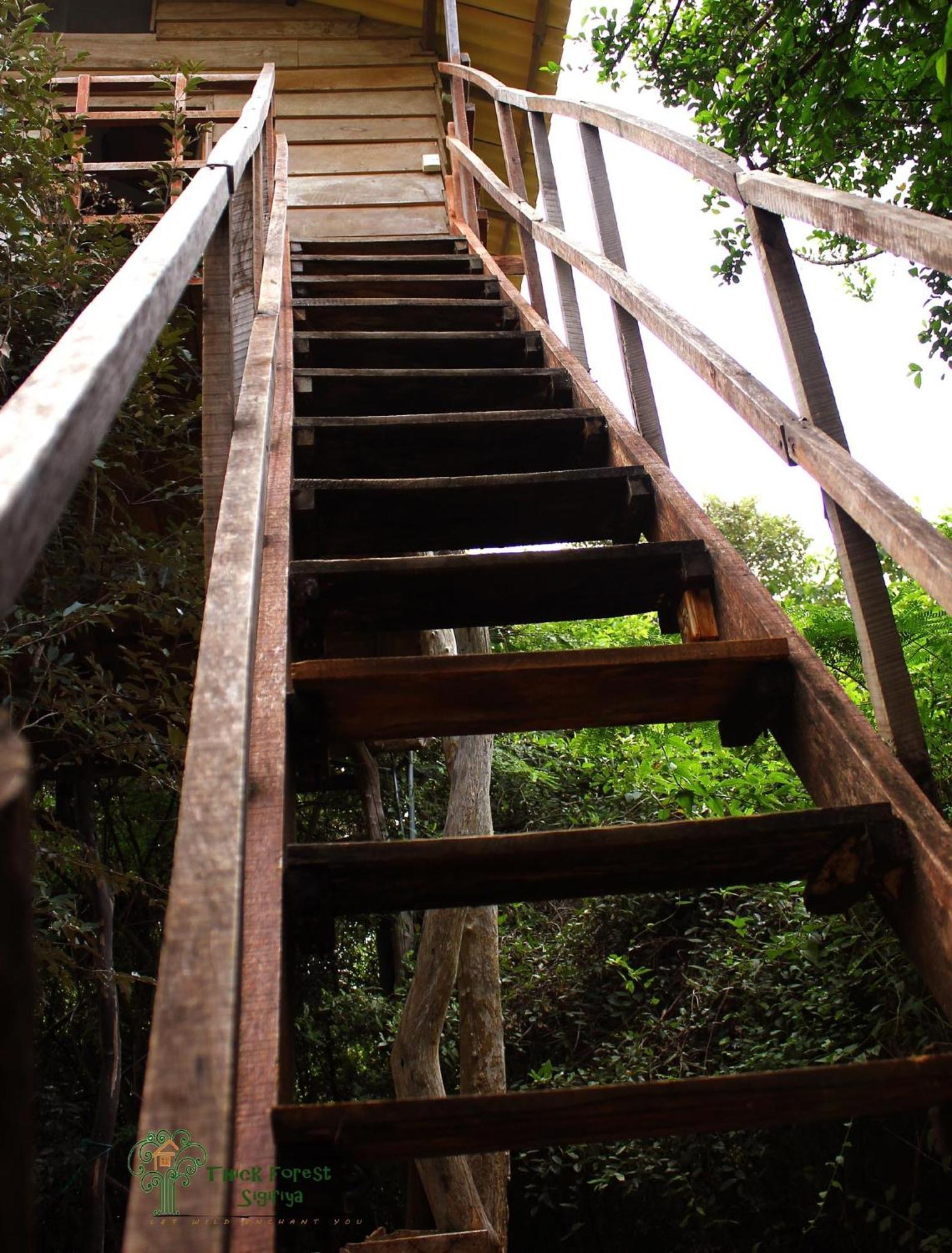 The Thick Forest Sigiriya Oda fotoğraf