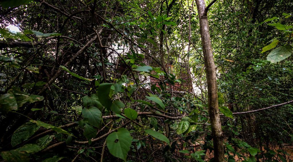 The Thick Forest Sigiriya Dış mekan fotoğraf