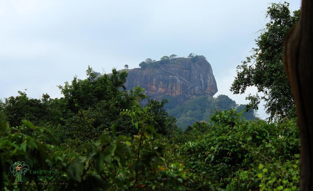 The Thick Forest Sigiriya Dış mekan fotoğraf
